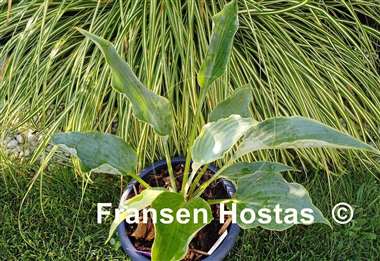 Hosta Tears in Heaven